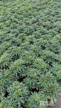 高度30厘米醉蝶花