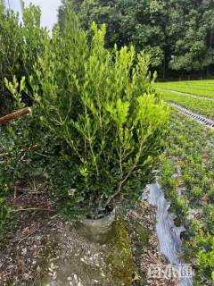 冠幅150厘米瓜子黄杨球