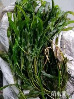 高度30厘米马来眼子菜