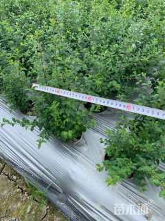 高度30厘米小叶女贞