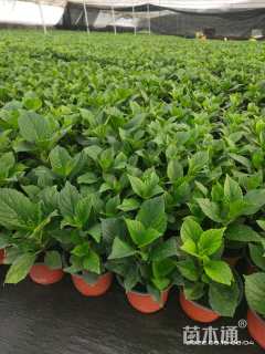 高度25厘米无尽夏绣球