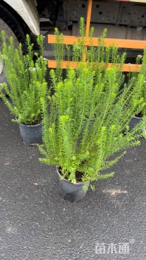 高度60厘米澳洲米花