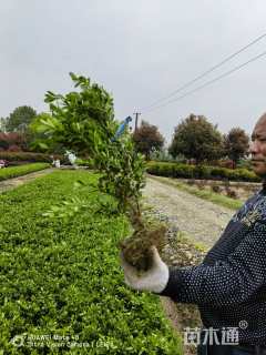高度30厘米瓜子黄杨