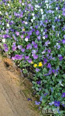 高度10厘米角堇