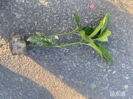 高度50厘米洒金桃叶珊瑚