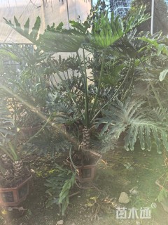 高度100厘米春羽