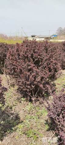 高度100厘米红叶小檗