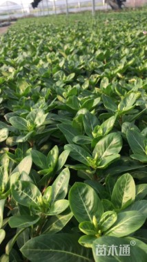 高度10厘米长春花