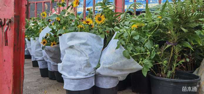 高度40厘米向日葵