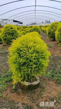 冠幅120厘米千层金球