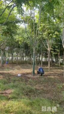 20公分栾树