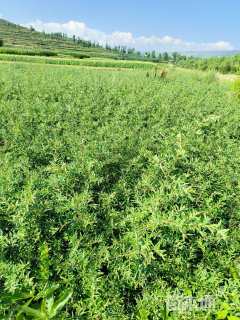 高度60厘米沙棘