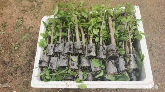 高度25厘米橙黄三角梅