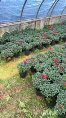 高度25厘米西洋杜鹃