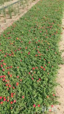 高度25厘米半枝莲