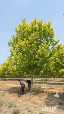 19公分金叶复叶槭