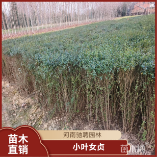 高度60厘米小叶女贞