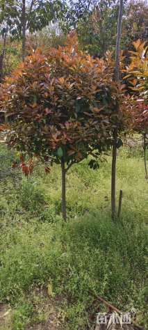 4公分高杆红叶石楠