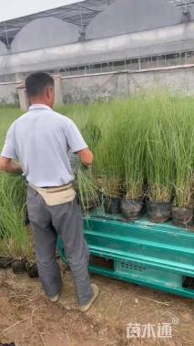 高度80厘米矢羽芒