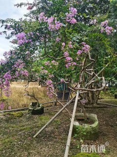 12公分造型紫薇