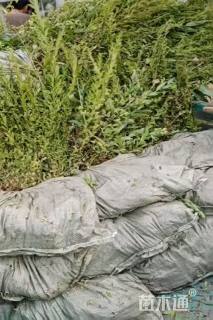 高度50厘米喷雪花