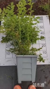 高度80厘米蓝莓