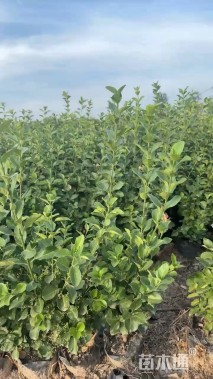 高度40厘米卫矛