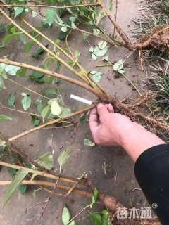 高度60厘米连翘