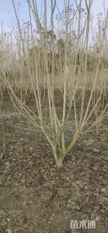 高度300厘米丛生木芙蓉笼子