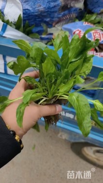 高度15厘米假龙头