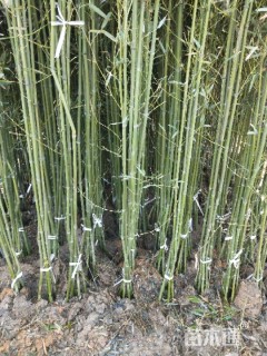 1.5公分高节竹