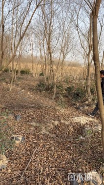 8公分(4杆)丛生乌桕