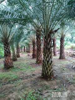 裸干高200厘米中东海枣