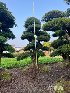 18公分造型椤木石楠