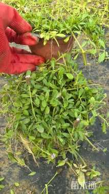 高度5厘米姬岩垂草