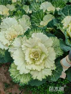 高度10厘米羽衣甘蓝