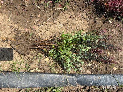 高度50厘米紫叶小檗