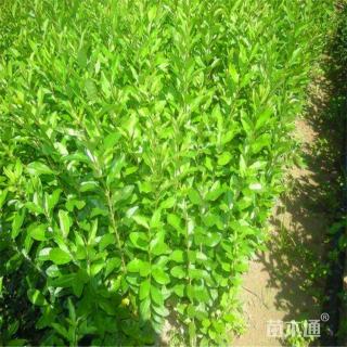 高度60厘米水蜡