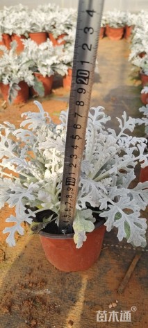 高度10厘米银叶菊