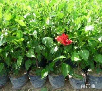 高度100厘米大红花