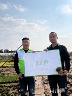 高度18厘米欧石竹