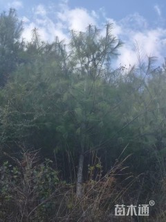 高度400厘米华山松