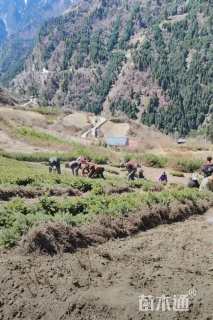 高度20厘米云杉