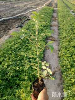 高度20厘米四季玫瑰