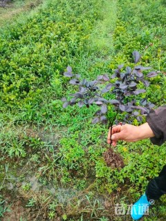 高度20厘米红花继木