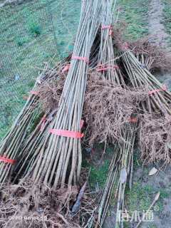 高度50厘米厚朴小苗