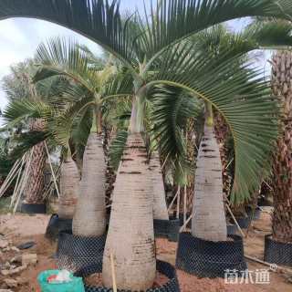 裸干高200厘米酒瓶椰子