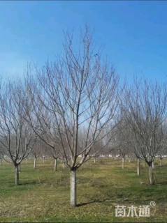 21公分日本晚樱