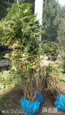 高度150厘米华北珍珠梅