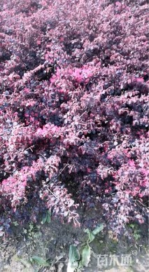 高度40厘米红花继木小苗